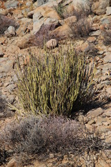 Kleinia longiflora