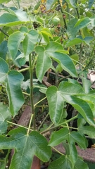 Jatropha gossypiifolia