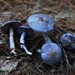 Cortinarius iodeoides - Photo (c) Erlon Bailey, some rights reserved (CC BY-SA), uploaded by Erlon Bailey