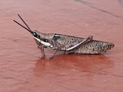 Monistria discrepans