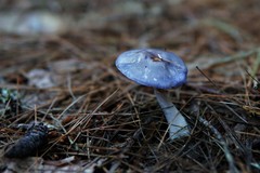 Cortinarius iodeoides