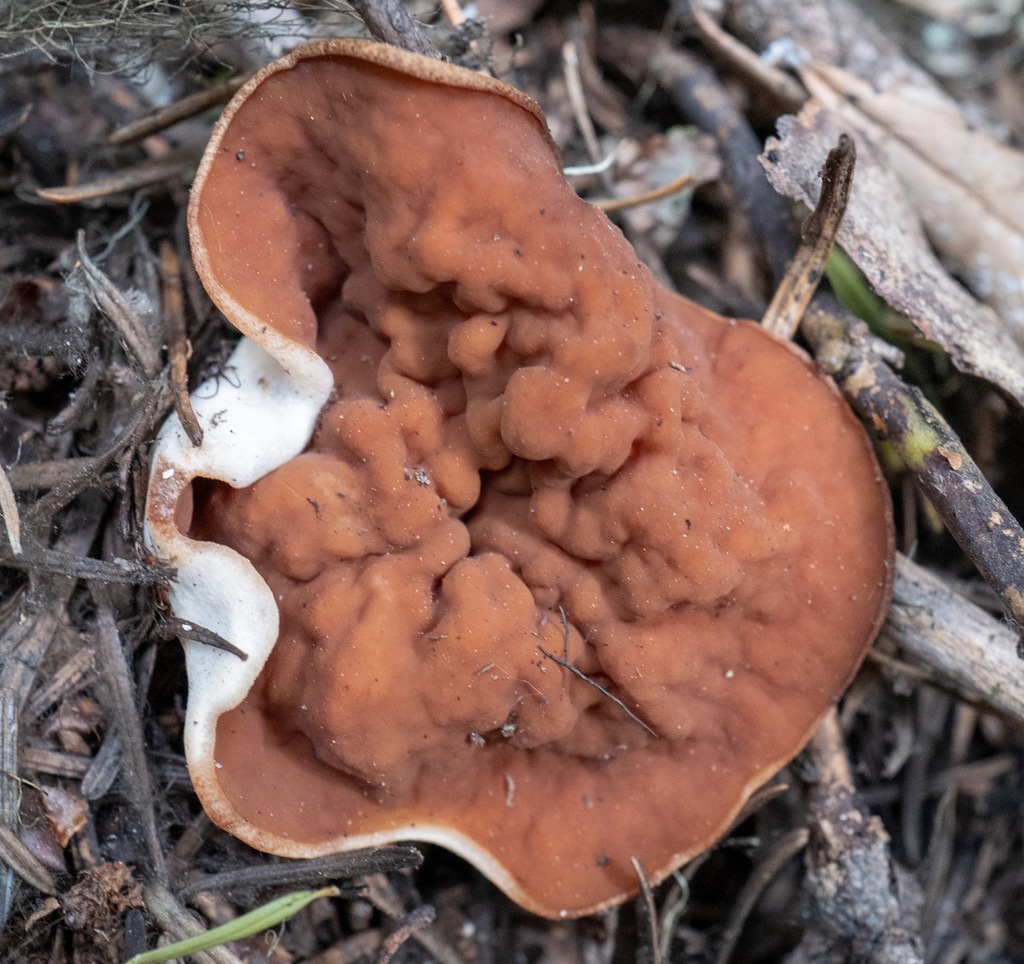 pig's ears (Pezizales fungi Of Montana) · iNaturalist