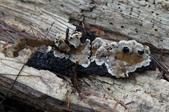 Inonotus glomeratus