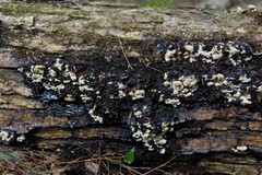 Inonotus glomeratus