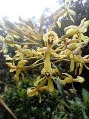 Epidendrum scytocladium
