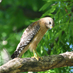 Buteo lineatus