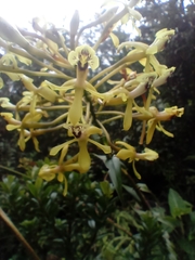 Epidendrum scytocladium