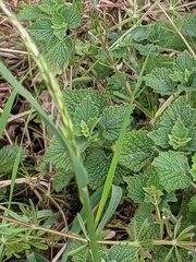 Ballota nigra