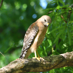 Buteo lineatus