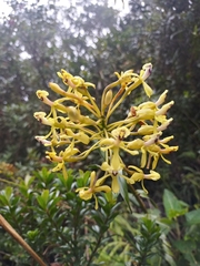 Epidendrum scytocladium