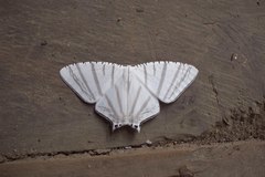 Urapteroides astheniata