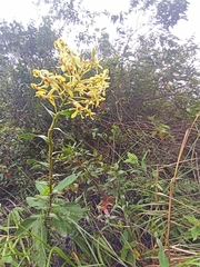Epidendrum scytocladium