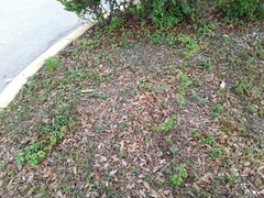 Parthenocissus quinquefolia image