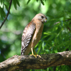 Buteo lineatus