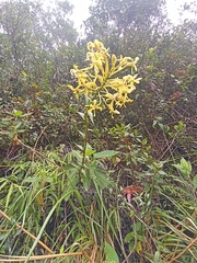Epidendrum scytocladium