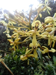Epidendrum scytocladium