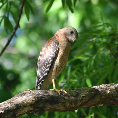 Buteo lineatus