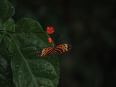 Heliconius numata