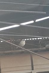 Zonotrichia capensis