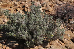 Codon royenii