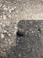 Scyphophorus yuccae