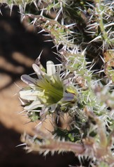 Codon royenii