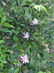 Grewia occidentalis occidentalis