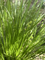 Carex atlantica
