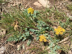 Cymopterus longipes