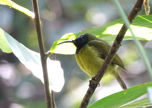 iNaturalist image