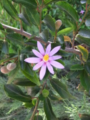 Grewia occidentalis occidentalis