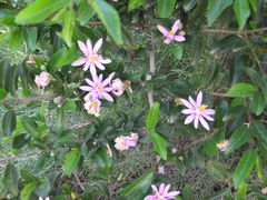 Grewia occidentalis occidentalis