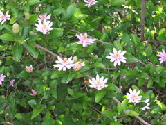 Grewia occidentalis occidentalis