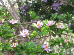 Grewia occidentalis occidentalis