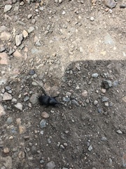 Scyphophorus yuccae
