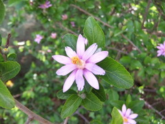 Grewia occidentalis occidentalis