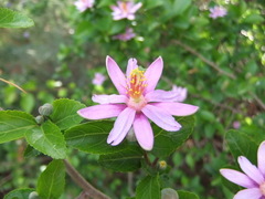 Grewia occidentalis occidentalis