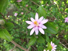 Grewia occidentalis occidentalis