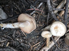 Clitocybe albirhiza