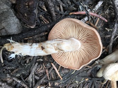 Clitocybe albirhiza