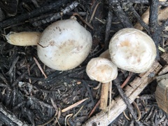 Clitocybe albirhiza