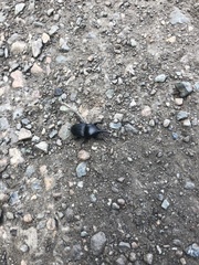 Scyphophorus yuccae