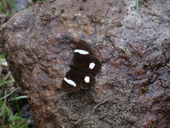 Pedaliodes melaleuca