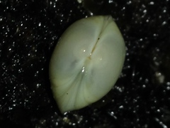 Kellia laperousii