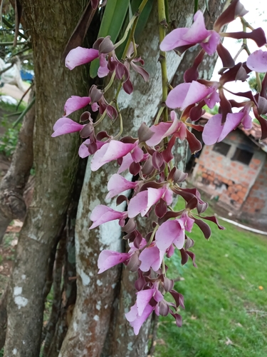 Encyclia cordigera iNat (2)