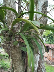Encyclia cordigera