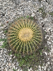 Kroenleinia