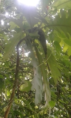 Bocconia frutescens
