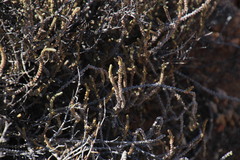 Crassula muscosa muscosa