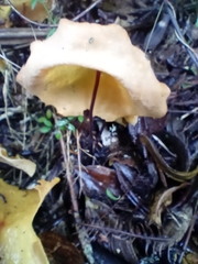 Hymenogloea papyracea